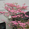 庭は花盛り