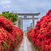 赤き京都炎上キリシマツツジ「長岡天満宮」