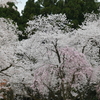 樹木公園130品種の桜