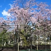 命二ッの中に生たる桜哉