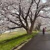 白石川堤一目千本桜サイクリング