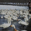 砂湯の白鳥