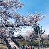 悠久山公園桜まつり2019！神輿とチーズハットグな宴！