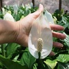 Attain Increased Source Of Information With Peace Lily Care