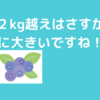 やはり！？カークランドのブルーベリー２．２７kgは大きすぎる！！