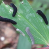 黒い毛虫・芋虫