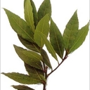 月桂樹の育つ星