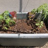 食を楽しむために、野菜の苗を植えました