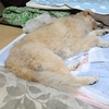 大変大変