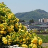 大名倉山を背景にモッコウバラが咲きました・・・