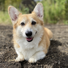 背景を簡単に変える方法【Photoshop Elements】