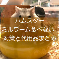ハムスター砂浴び容器を100均ダイソーで手作り 代用品で快適空間 旅好きアラサー女子の世界一周ブログ