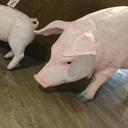 雑マイラーの2018年SFC修行日記