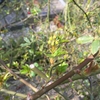 モッコウバラにもつぼみ　2015/03/13　今日は春めいて日中は暖かくなりそうです