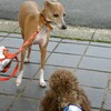  犬も歩けばブロガーに当たる