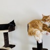 【猫】キャットタワー１匹につき一台にしてみた。