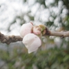 '26.03.22 ３連休最終日･桜の開花は？(修正あり)