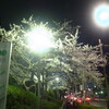 夜桜見物＠金曜日