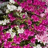 4月29日　寝込み二日目