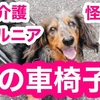 愛犬のヘルニア 老犬介護 怪我 犬の車椅子