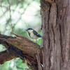 いつもの公園　幼鳥たち　その１　シジュウカラ
