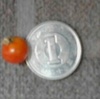 水耕栽培ミニトマト　一円玉より小さいトマトが一つ採れました