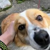 犬を飼いたい欲求を動画で抑えている