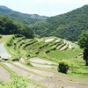 田植えが終わった小豆島中山地区の千枚田。