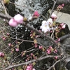 桜と梅の開花状況2017  我が家の樹木定点観察〈京都府南部〉 Blooming status of cherry & ume blossoms at my house garden, Southern part of Kyoto prefecture  Date: Mar. 31, 2017