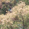 スギやヒノキに囲まれた生活、花粉症がつらいです。