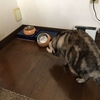 怖いもの見たさの猫