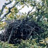 消えたカラスの巣。