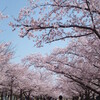 万博公園の桜　その２