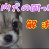 室内犬の困ったを解決します・・・