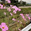 １０月髪人月曜定例ライド！（コスモス街道in佐久市）