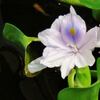 メダカの水槽で青い花が咲きました！・・・ホテイアオイ