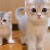 可愛いネコちゃんシリーズー2・・・