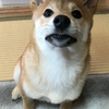 柴犬あきとの生活　115