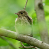キビタキ幼鳥とオオルリ幼鳥の特徴