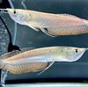 タイで人気の魚類ペット — 闘魚（ベタフィッシュ）とアロワナの魅力と文化