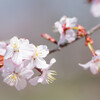 連休明けのブログは２週に渡り桜が満開！