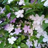 さてさて、どうなりますか、歓送迎会。(金曜日、快晴)