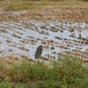 田んぼに佇む