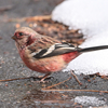 雪とベニマシコ、それとカヤクグリ。