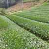 今日は奥山の畑で刈り落とし