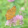 新潟県のチョウセンアカシジミ：2021年6月12日