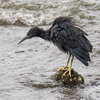 Just Birding In The Autumn Rain PartⅣ