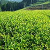 ８月のお茶づくり～まとめ編～