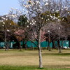 手賀沼公園付近の春の花々