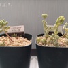 今日の多肉事…　増えないスノージェイドと変わらぬ玉つづり
